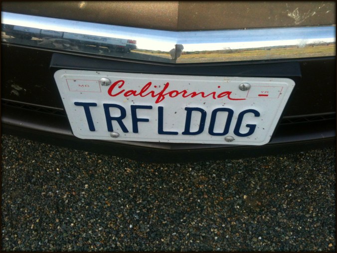 11 Truffle Dog License Plate