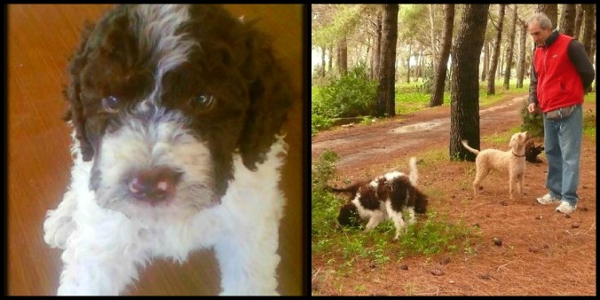 Puppyhood Truffle Hunting in Sicily