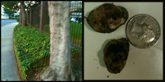 Urban Truffle Trees & Foraged Truffles